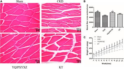 Yi–Qi–Jian–Pi–Xiao–Yu–Xie–Zhuo Formula Improves Muscle Atrophy via Modulating the IGF-1/PI3K/Akt Signaling Pathway in 5/6 Nephrectomized Rats